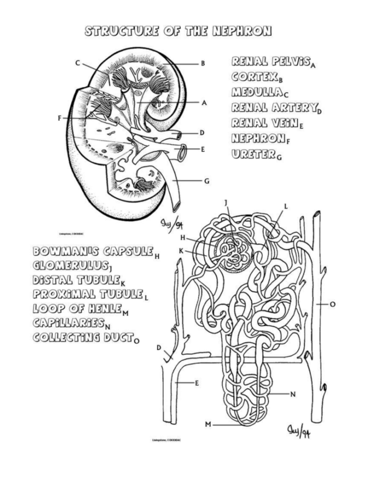 The Anatomy Of The Kidney And The Nephron Worksheet Answers