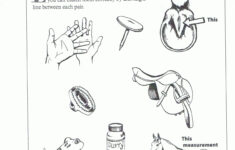 Kindergarten Parts Of The Horse Worksheet Worksheet