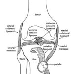 Knee Joint Anatomy Coloring Page Anatomy Coloring Book Human Anatomy