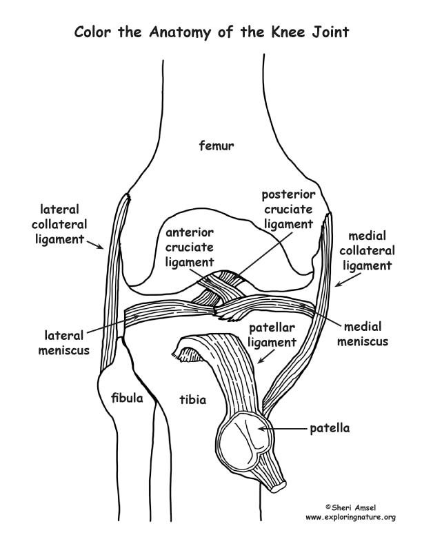 Knee Anatomy Worksheet