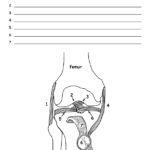 Knee Joint Anatomy Labeling Page