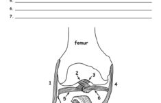 Knee Joint Anatomy Labeling Page