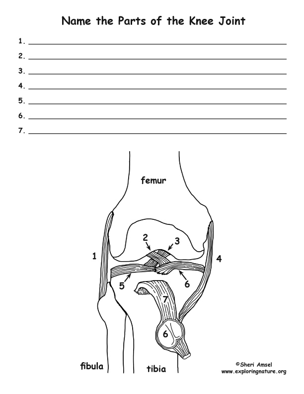 Knee Joint Anatomy Labeling Page