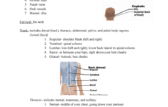 Lab 1 Quiz Anatomy Physiology Review For Lab Quiz 1 StuDocu