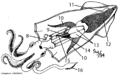 Lab Sheet Squid Dissection Teaching Science Science Lab Fourth