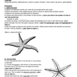 Lab Starfish Dissection