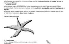 Lab Starfish Dissection