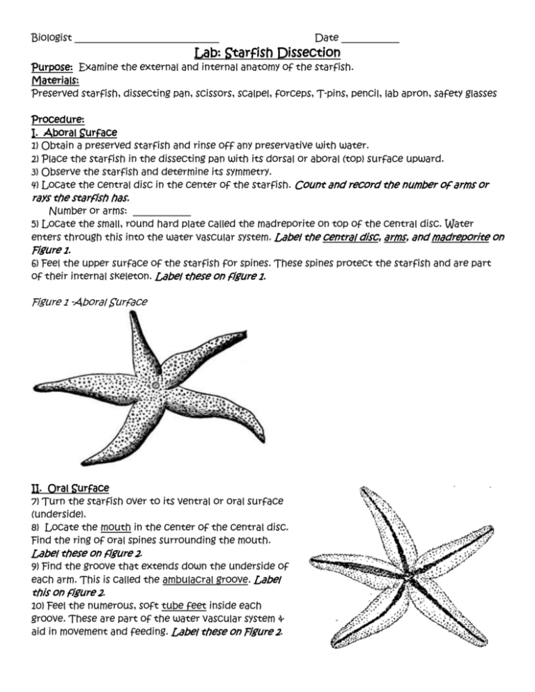 Lab Starfish Dissection Anatomy Worksheets