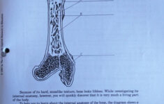 Lab The Internal Anatomy Of A Bone Human Bio