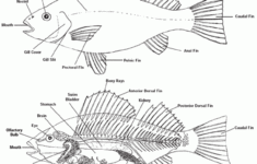Label A Fish Printable Google Search Fish Anatomy Fish Art Kids
