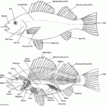 Label A Fish Printable Google Search Fish Anatomy Fish Art Kids