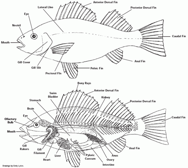 Label A Fish Printable Google Search Fish Anatomy Fish Art Kids 