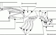 Label Crayfish External Diagram Printout EnchantedLearning