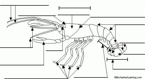 Label Crayfish External Diagram Printout EnchantedLearning