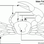 Label Fiddler Crab External Diagram Printout EnchantedLearning