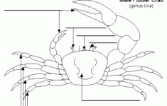 Label Fiddler Crab External Diagram Printout EnchantedLearning