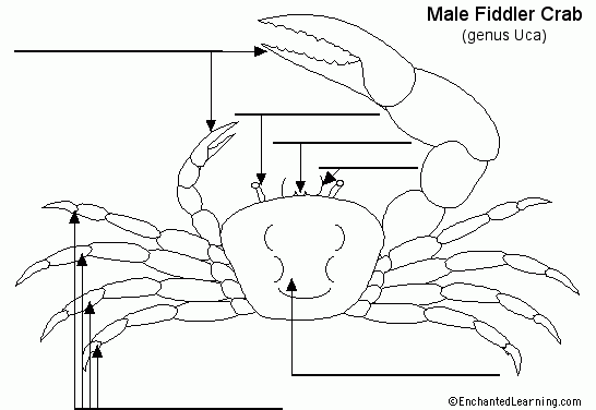 Label Fiddler Crab External Diagram Printout EnchantedLearning