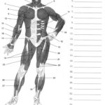 Label Muscles Worksheet Human Muscle Anatomy Human Body Worksheets