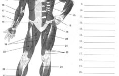 Label Muscles Worksheet Human Muscle Anatomy Human Body Worksheets