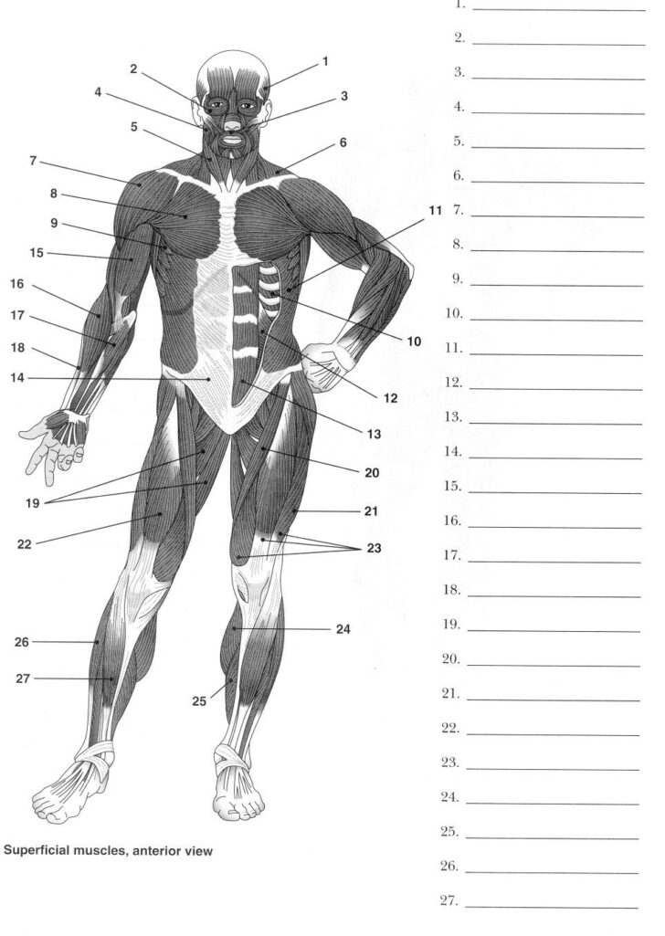 Muscle Anatomy Diagram Printable Worksheets