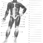 Label Muscles Worksheet Human Muscle Anatomy Human Body Worksheets