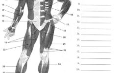 Label Muscles Worksheet Human Muscle Anatomy Human Body Worksheets