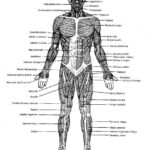 Label Muscles Worksheet Source Pinterest Gallery Of 30 Blank