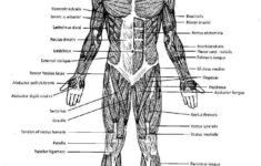 Label Muscles Worksheet Source Pinterest Gallery Of 30 Blank