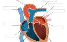 Label Parts Of The Heart Interactive And Downloadable Worksheet You