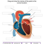 Label Parts Of The Heart Interactive And Downloadable Worksheet You