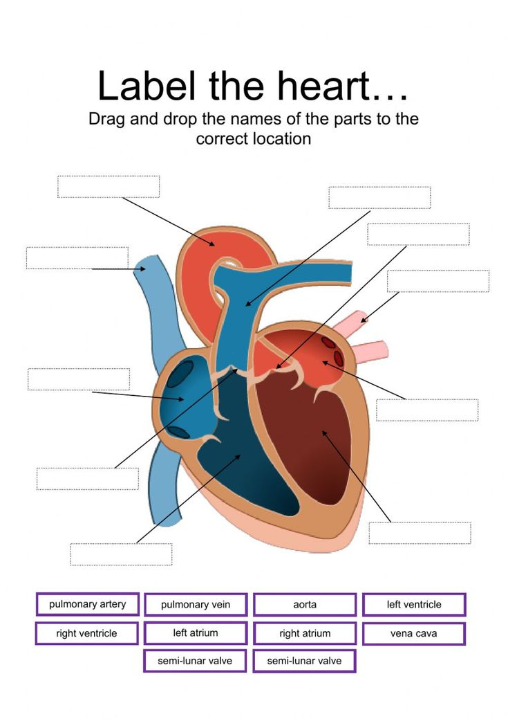 Label Parts Of The Heart Interactive And Downloadable Worksheet You 