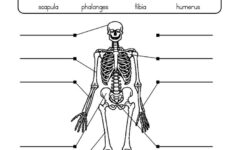 Label Skeletal System Worksheet Skeletal System Worksheet Skeletal