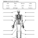 Label Skeletal System Worksheet Skeletal System Worksheet Skeletal