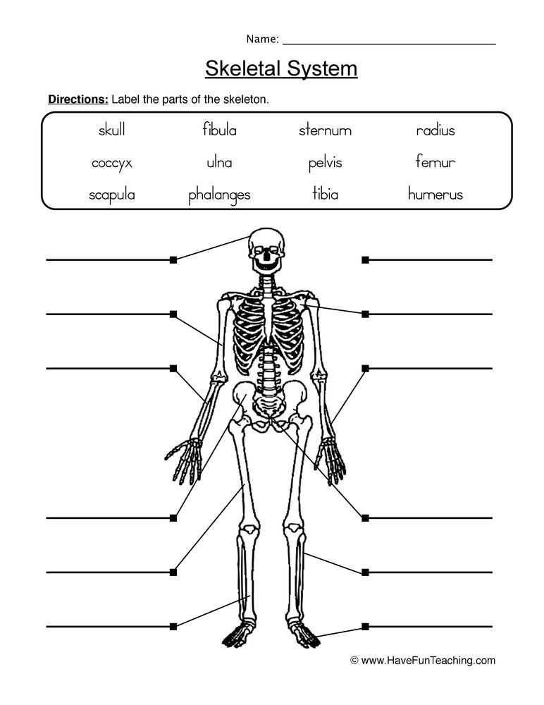 Label Skeletal System Worksheet Skeletal System Worksheet Skeletal 
