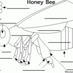 Label The Bee Printout EnchantedLearning Bee Activities Bee