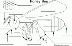 Label The Bee Printout EnchantedLearning Bee Activities Bee