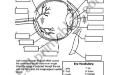 Label The Eye ESL Worksheet By Zarawamp