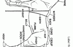 Label The Horse Worksheet Homeschool Helper Horse Lessons Horse