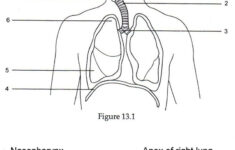 Label The Respiratory System Answers Best Of Human Anatomy Labeling