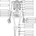 Label The Skeleton Anatomy And Physiology Human Anatomy And
