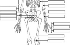 Label The Skeleton Anatomy And Physiology Human Anatomy And