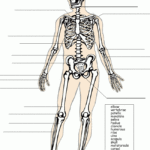 Label The Skeleton System Skeletal System Worksheet Science
