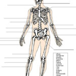 Label The Skeleton System Skeletal System Worksheet Science