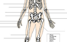 Label The Skeleton System Skeletal System Worksheet Science