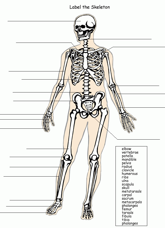 Label The Skeleton System Skeletal System Worksheet Science 