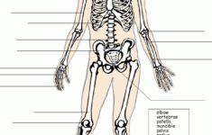 Label The Skeleton System Skeletal System Worksheet Science