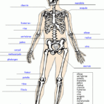 Label The Skeleton Worksheet Homeschool Helper Skeletal System