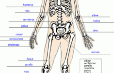 Label The Skeleton Worksheet Homeschool Helper Skeletal System