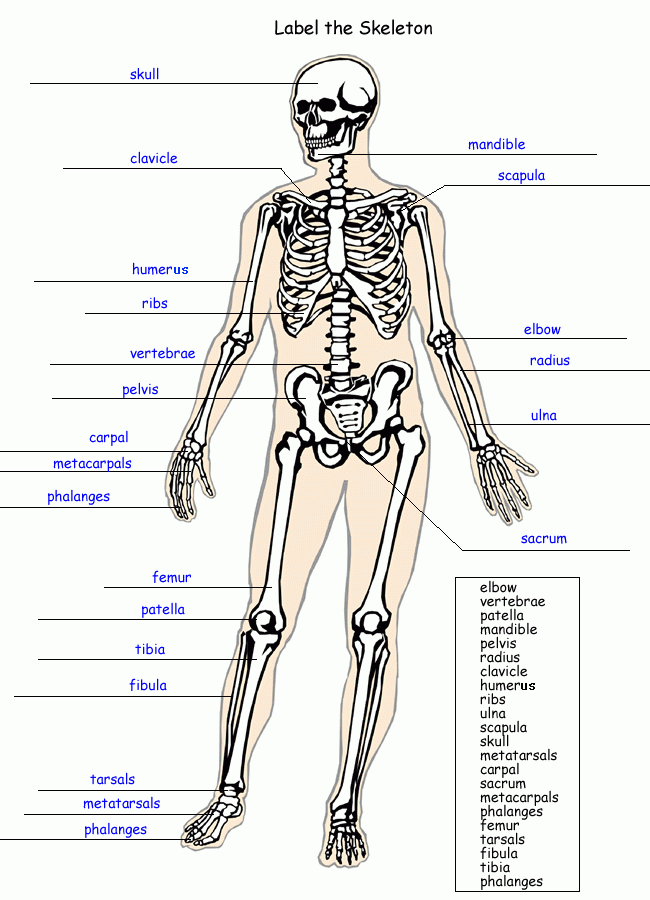 Label The Skeleton Worksheet Homeschool Helper Skeletal System 