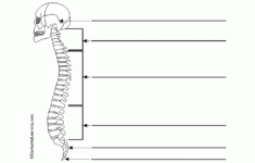Label The Spinal Column PurposeGames